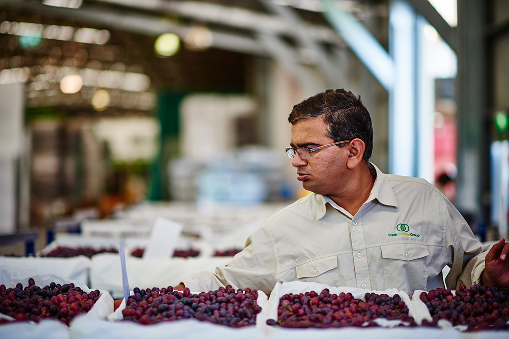 Treviso Grapes - Handled With Care